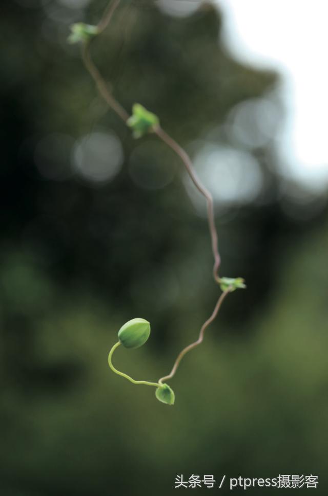 华为手机怎么拍花的技巧,春天拍花的必备技巧是什么