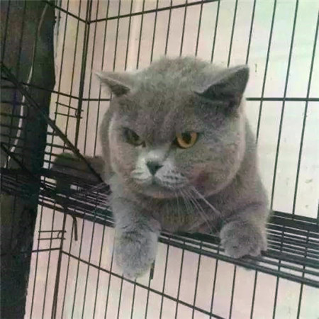 世界杯球队和猫咪的身价对比，关于中国队的象征，那可是无价之宝