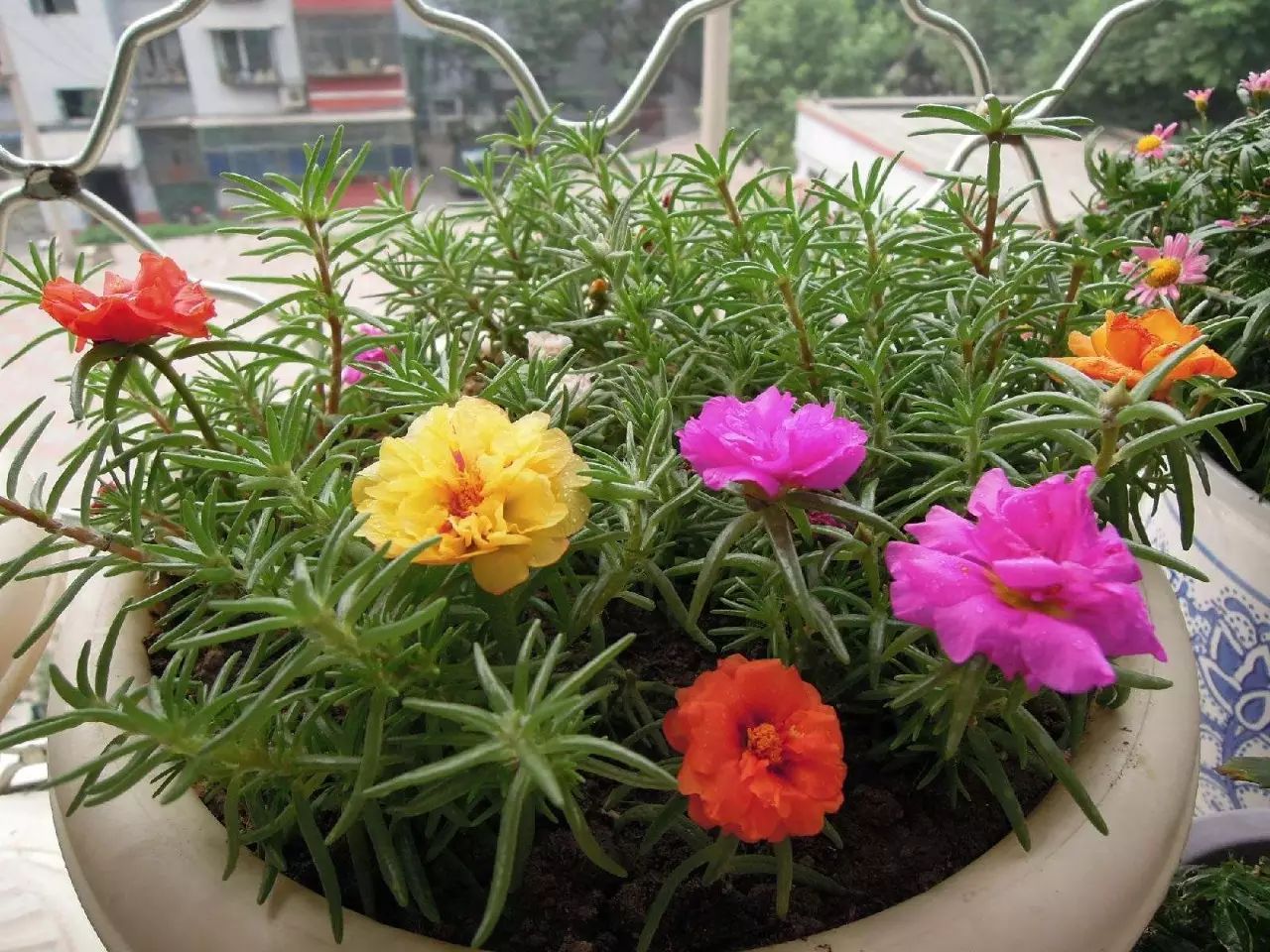 懒人花园植物,懒人花草100种