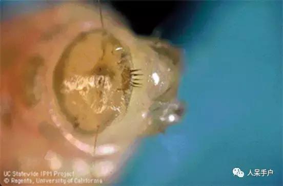 桃子里红色的小虫子是什么,桃子里的白色小虫是什么虫子