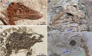 侏罗纪恐龙模型霸王龙,霸王龙恐龙骨架模型可变换原型
