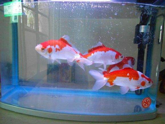 鱼缸水面上有很多泡沫什么原因,鱼缸水面有少量泡沫正常吗