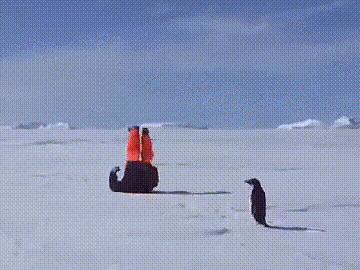 世界杯保罗章鱼,章鱼保罗预测世界杯