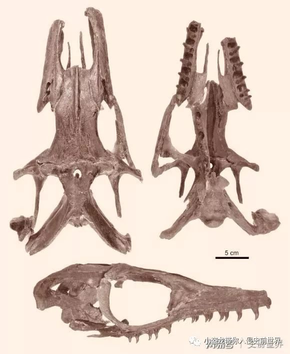 在日本发现的恐龙化石,史上最完好的恐龙化石