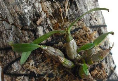 可吃的铁皮石斛种植,铁皮石斛怎么种植深山老林