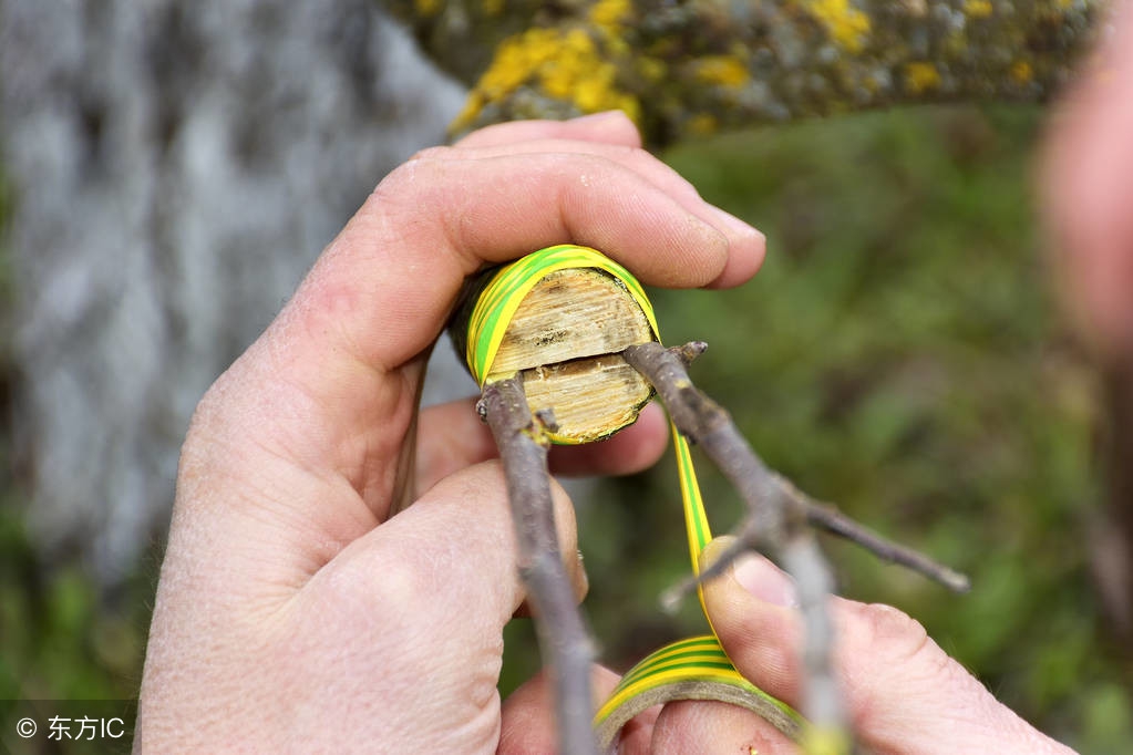嫁接果树成活率低？老果农手把手教，只需简单5步一看就会！