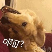 出远门再也不用担心“毛孩子”啦！在常州机场，宠物们也能坐飞机了~