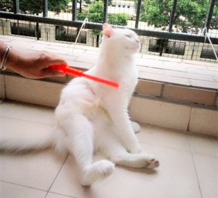 涓讳汉缁欑尗鍜寜鎽╀华,涓讳汉缁欑尗鍜嬁宸ュ叿