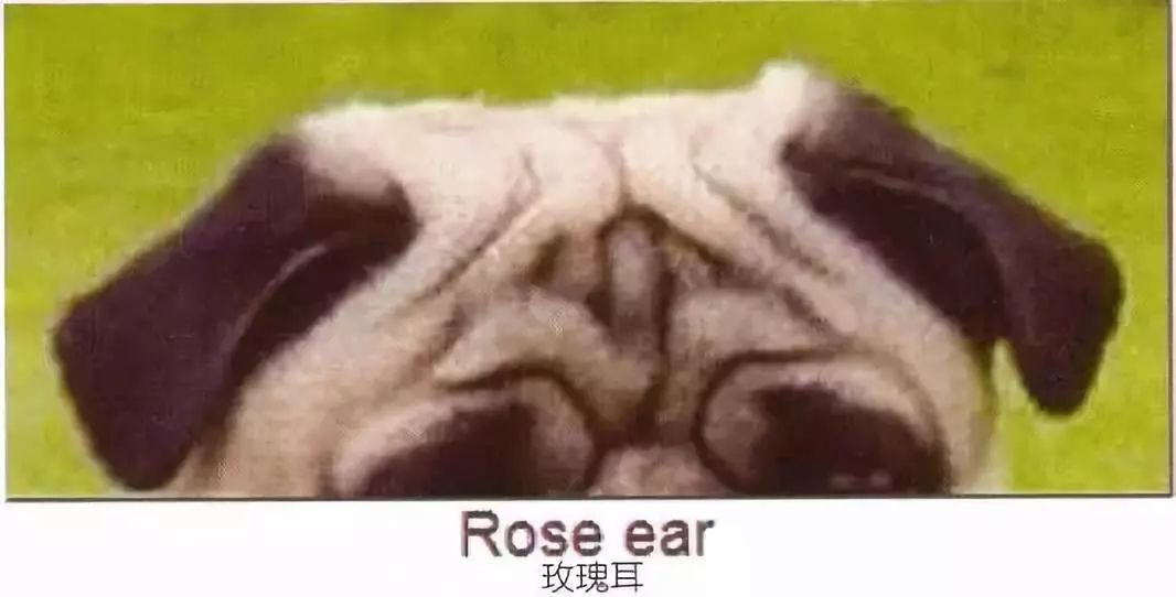 巴哥犬驱虫的用量,巴哥犬的配对方法