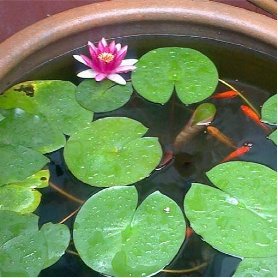 睡莲养在水缸里防蚊,阳台睡莲如何防蚊