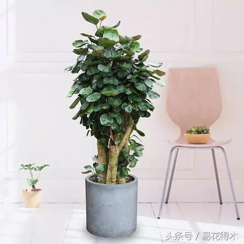 福禄桐绿植花卉,福禄桐防烂根