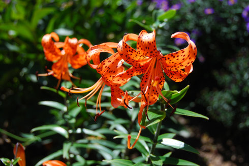 霍去病河西之战打的是谁,霍去病河西之战六日破五国