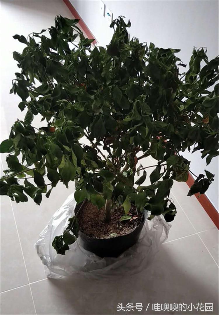 栀子黄叶枯萎花落,栀子过冬叶子全部脱落还能活