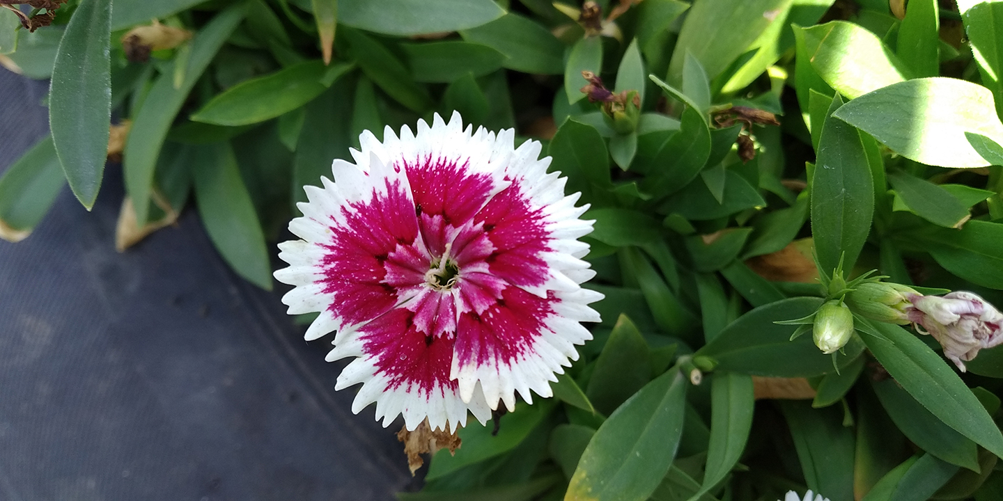 红米6Pro评测:4000mAh电池,FHD+屏幕,满意吗?