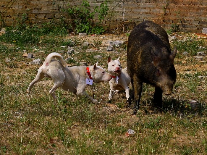 这种犬号称世界第三猎犬,为何不是世界第二猎犬呢