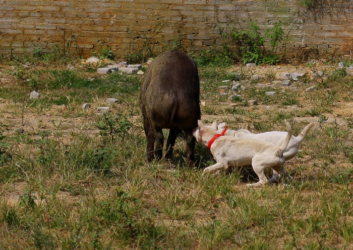 这种犬号称世界第三猎犬,为何不是世界第二猎犬呢