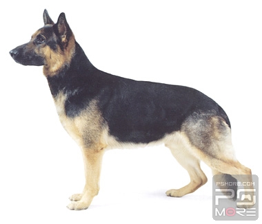 关于世界名狗名犬排行榜,世界名犬狗的品种大全