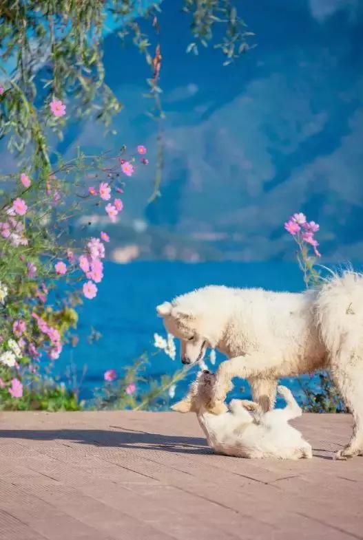 与锦华国旅携手揭秘高原母亲湖-泸沽湖神秘面纱