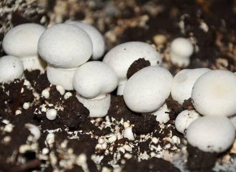 农村小本养殖创业项目大全,项目致富