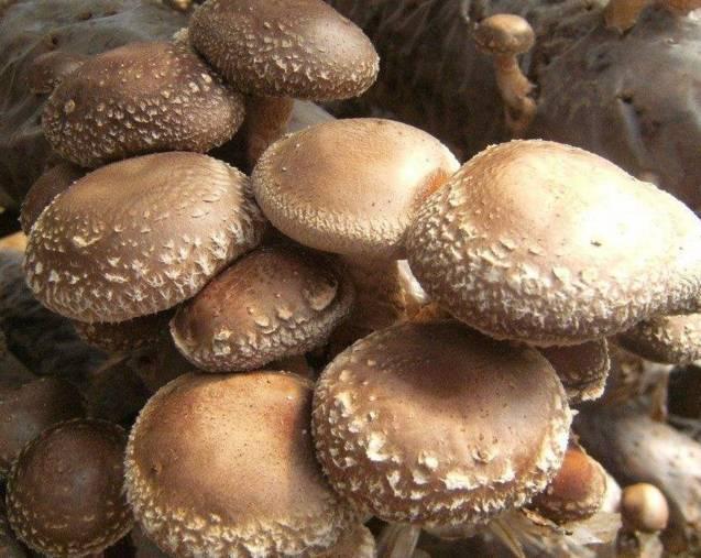 农村小本养殖创业项目大全,项目致富