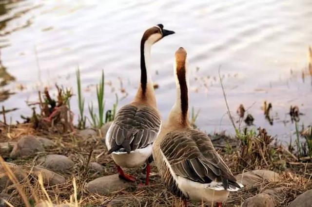 农村小本养殖创业项目大全,项目致富