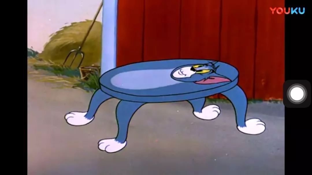 我真的不是想骗你们养猫