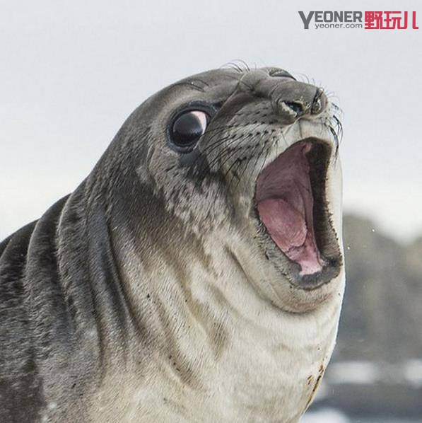 garmin佳明fenix5户外运动手表,顶级旗舰户外运动手表