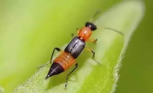 隐翅虫的图片和它的危害,隐翅虫严重后果图片