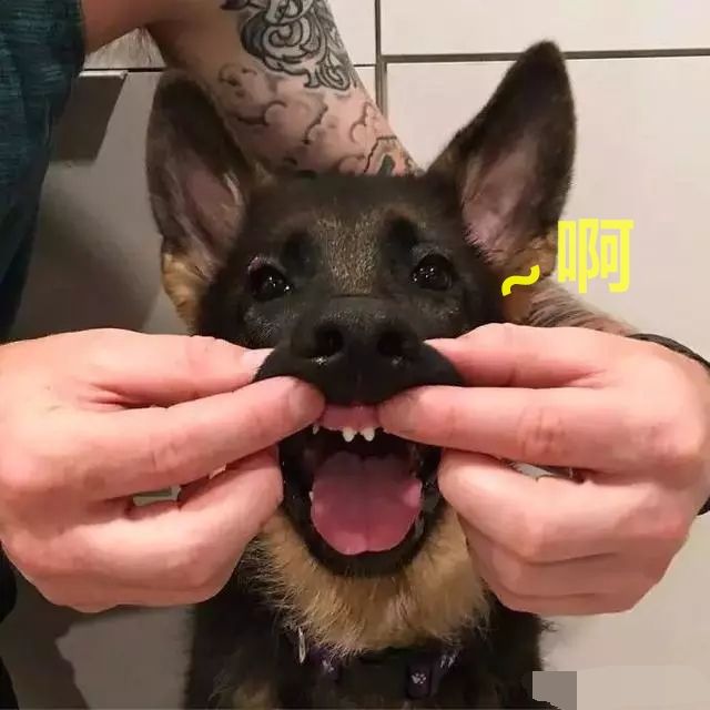 你以为的德牧真正的德牧,德牧为啥看起来那么可爱