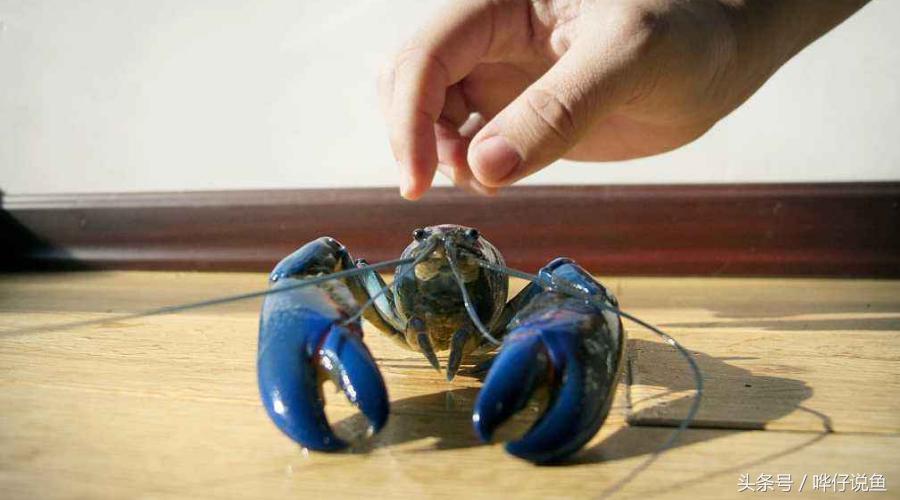 观赏虾观赏鱼,观赏鱼观赏虾