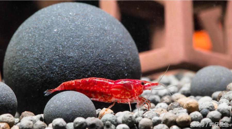 观赏虾观赏鱼,玩观赏鱼的阶段