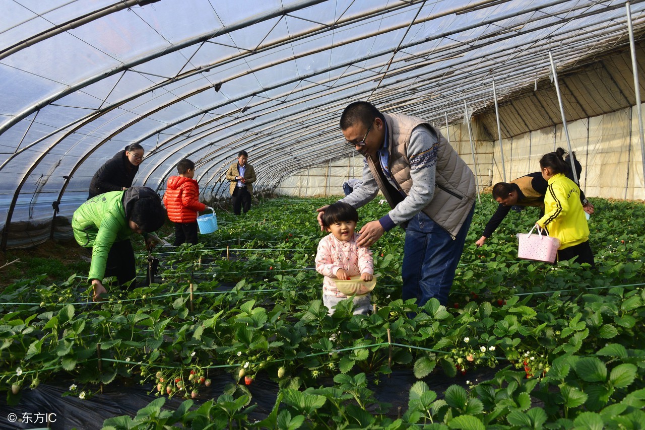 农村农业种植业哪种能赚钱,2021年十大农业赚钱模式盘点