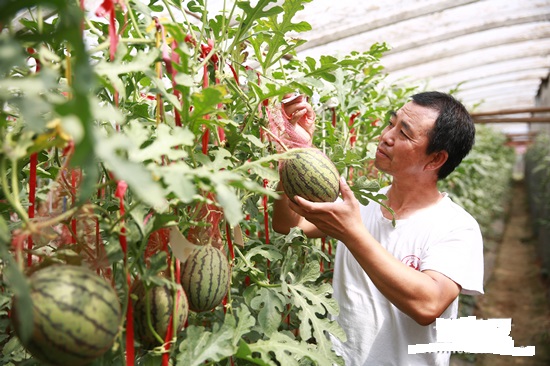 农业十大新模式,农业最赚钱的十种模式