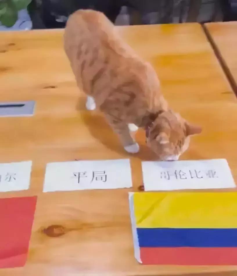 狗狗预测世界杯,宠物预测世界杯韩国vs乌拉圭