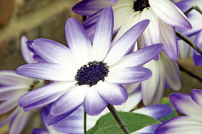 单反入门相机推荐,入门数码单反相机