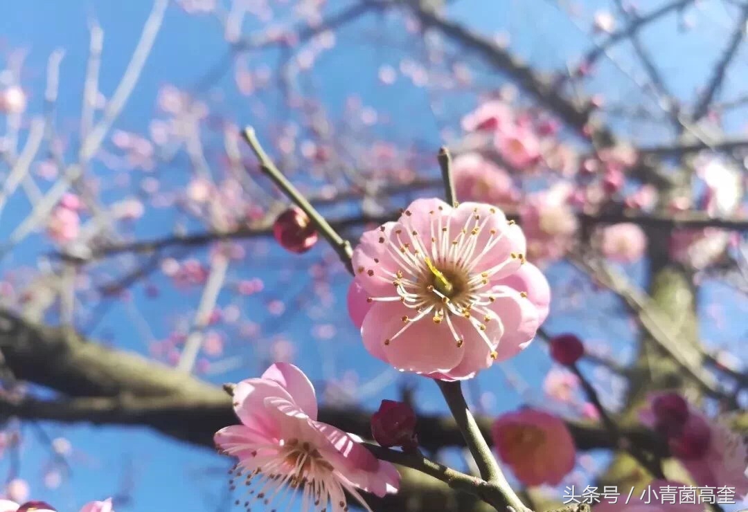 美丽的云南师范大学,美丽的云南曲靖
