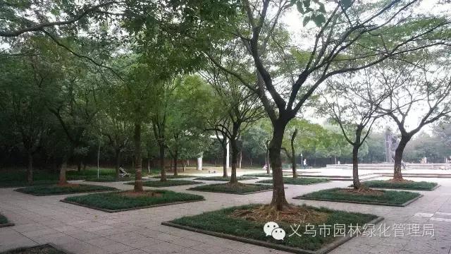 义乌江滨绿廊景点,义乌江滨绿廊公园绣球花