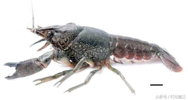 小龙虾成功攻陷欧洲,欧洲泛滥成灾的小龙虾