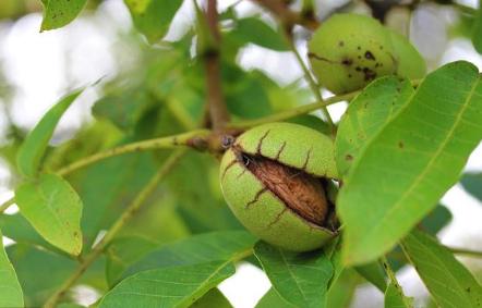 核桃树不结果环剥能够解决问题吗,核桃树不结果为啥要砍几刀