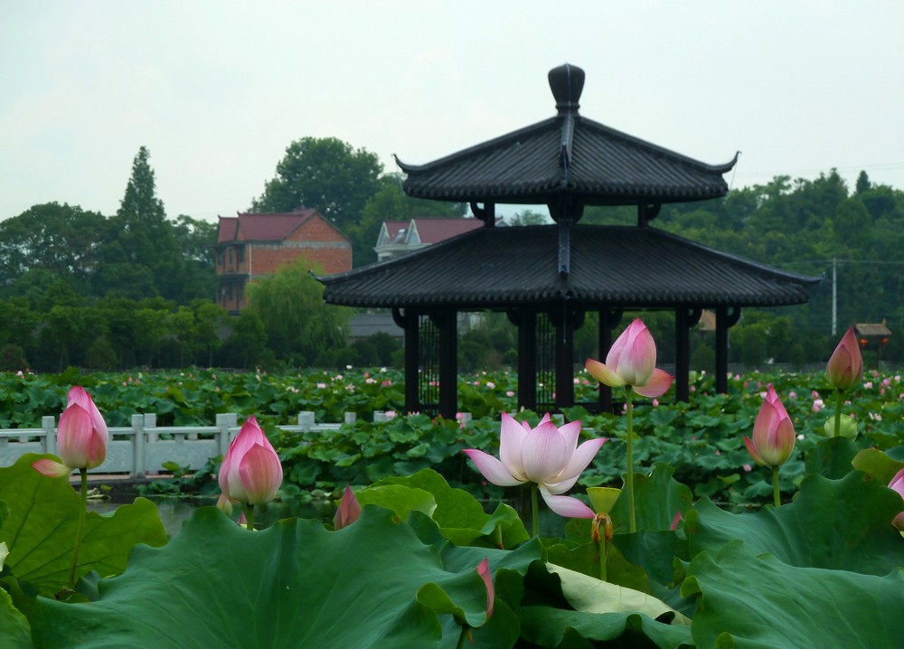 夏日赏月赏夜，不如赏花荷，这里“十里荷花一个村”