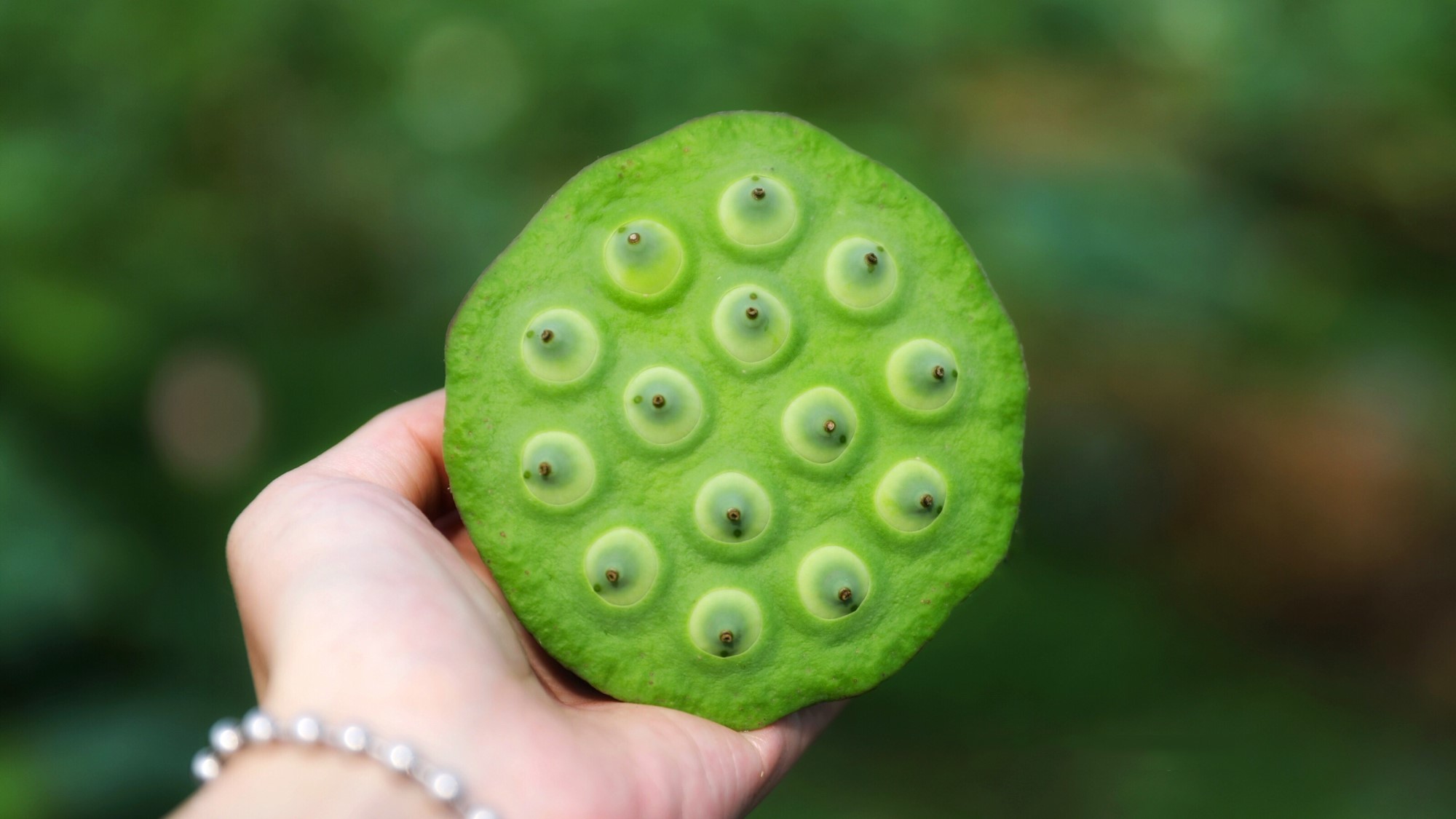 夏日赏月赏夜，不如赏花荷，这里“十里荷花一个村”
