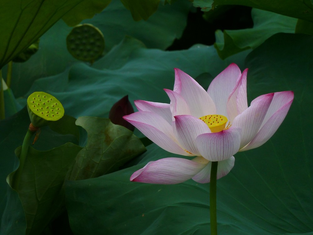 夏日赏月赏夜，不如赏花荷，这里“十里荷花一个村”