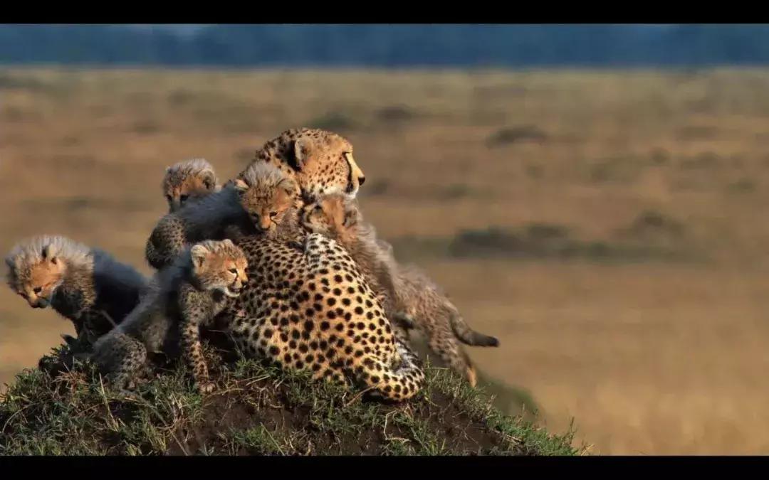 探索自然的纪录片推荐,七部神级自然纪录片你看过几部