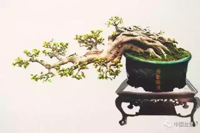 盆景欣赏一枝一叶,一组双杆盆景作品欣赏