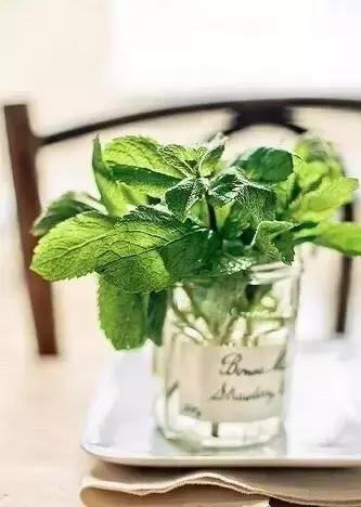 闲时种花草,夏天种几盆薄荷