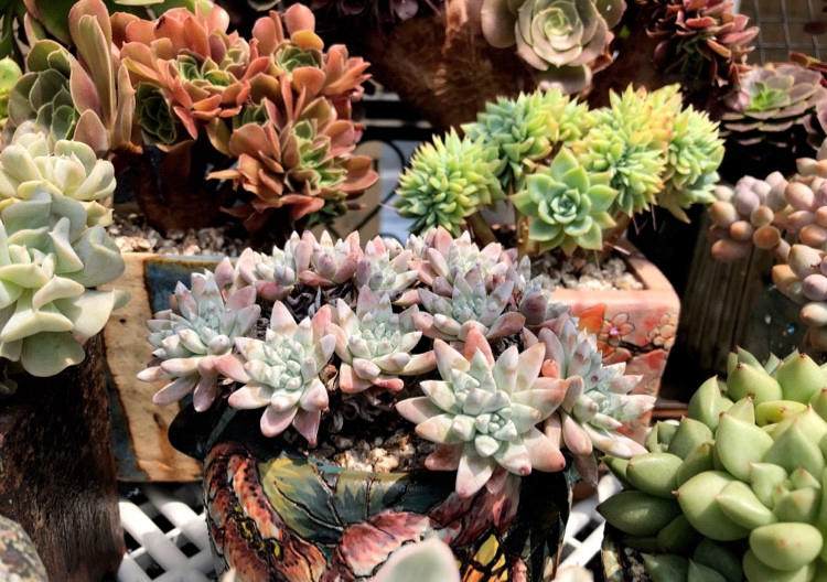 多肉长根瘤怎么处理,多肉植物根瘤病