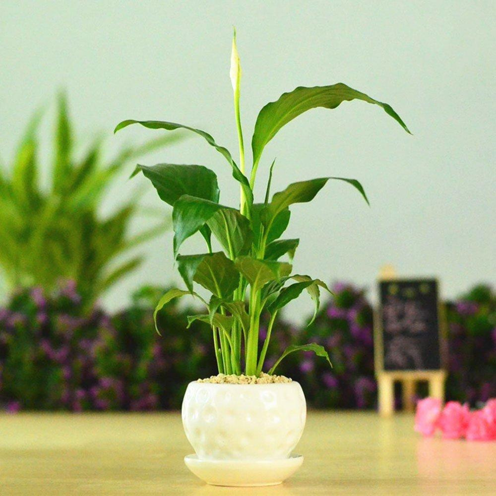 白掌蔫了怎么办,白掌蔫了土不干怎么处理