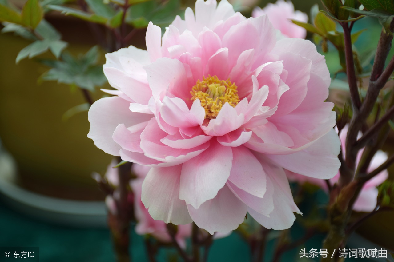 双调六十二字词牌,双调六十二字的词牌