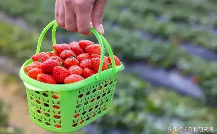 搞农业的赚不赚钱,什么样的农业项目可以挣钱