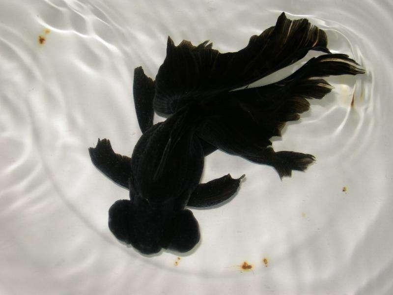 日本顶级金鱼品种,日本宇野兰寿金鱼